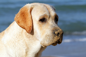 yellow labrador looking at the sea