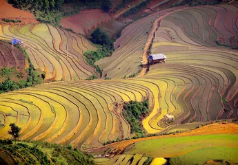 Wall murals Honey color rice field on terraced. Terraced rice fields in Vietnam