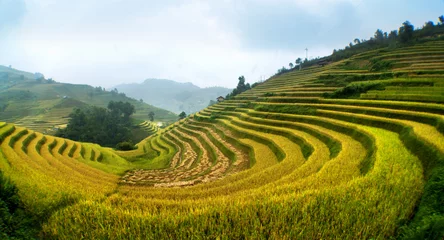 Printed kitchen splashbacks Rice fields rice field on terraced in mountain. Terraced rice fields in Viet