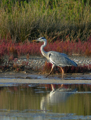 Obraz na płótnie Canvas Blue Heron spaceru w bagnie