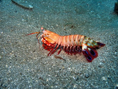 canocchia