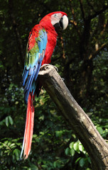 Scarlet macaw