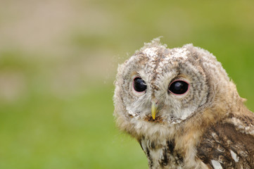 young  Tawny Owl or Brown Owl