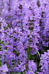 Obraz premium Purple Hyssop Flowers (Hyssopus officinalis)