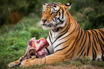 Crédence de cuisine en verre imprimé Tigre tigre du Bengale