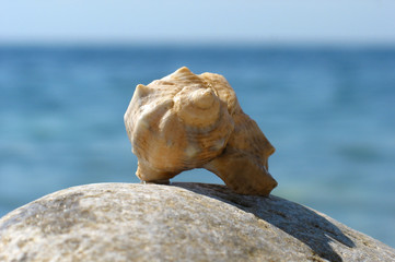 Fototapeta na wymiar Sea shell on the stone