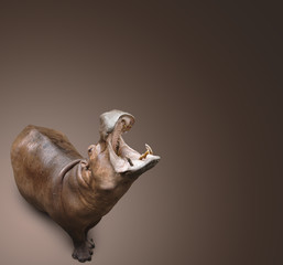 hippopotamus on brown background