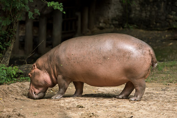 hippopotamus