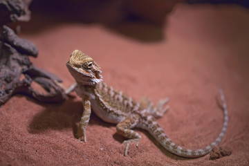 horned lizard