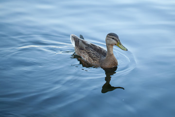 pretty duck in cold water