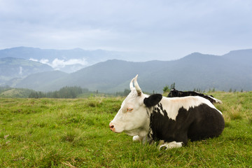 Fototapeta na wymiar Black and white cow on the grazing