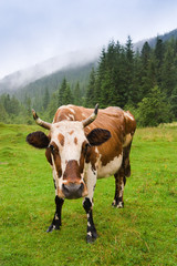 Fototapeta na wymiar Wet cow on the grazing
