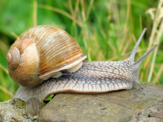 Snail on a stone