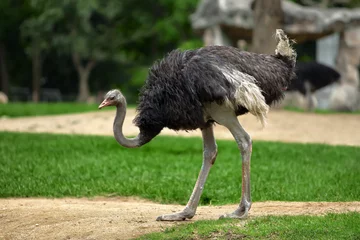 Photo sur Plexiglas Autruche ostrich