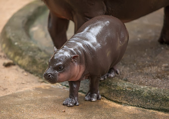 small pygmy hippopotamus