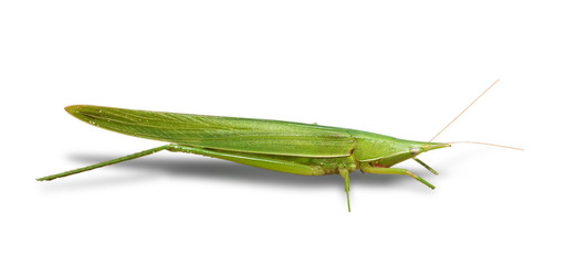 strange green insect