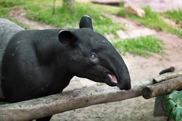 tapir
