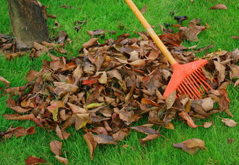 ramassage de feuilles mortes en automne - 47012713