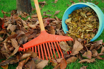 ramassage de feuilles mortes en automne © Patryssia