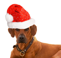 Hund mit Weihnachtsmütze