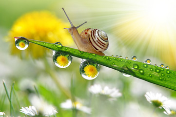 Snail on dewy grass