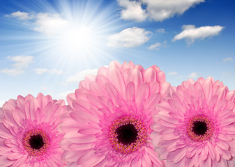 pink gerberas