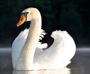 Fotobehang swan on the lake © vencav
