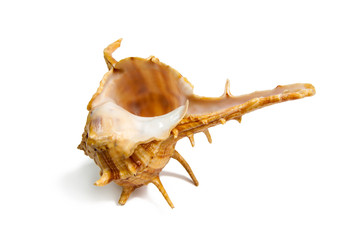sea shell isolated on white