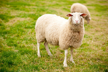 interessiertes Schaf