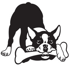 boston terrier black and white