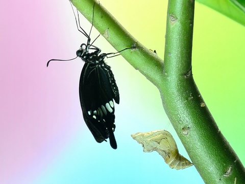 newly transformed butterfly (Common Mormon)