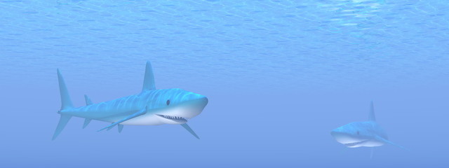 Two sharks - 3D render