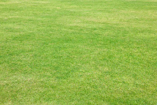 Green grass of football field. © sirikornt