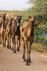 Naklejka premium Camel at the Pushkar Fair ( Pushkar Camel Mela ), India