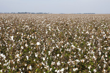Cotton Field
