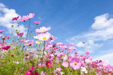 Cosmos flower and the sky