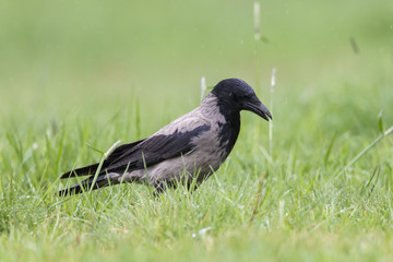 Nebelkrähe (Corvus corone cornix)