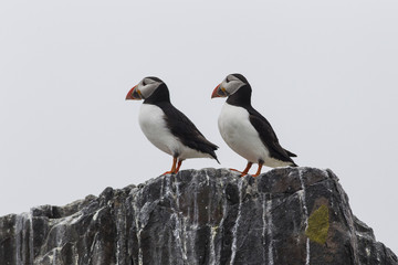 Papageitaucher (Fratercula arctica)
