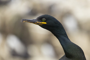 Krähenscharbe (Phalacrocorax aristotelis)