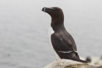 Tordalk (Alca torda)