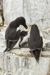 Tordalk (Alca torda)