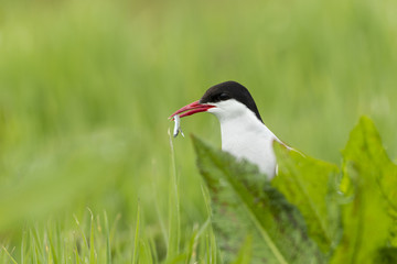 Küstenseeschwalbe (Sterna paradisaea)