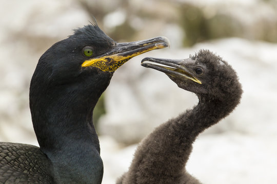 Kr&auml;henscharbe (Phalacrocorax aristotelis)