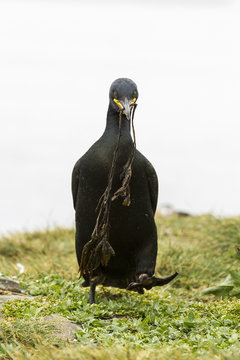 Kr&auml;henscharbe (Phalacrocorax aristotelis)