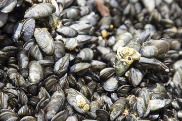 Miesmuscheln (Mytilus)