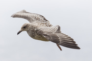 Obraz premium Silbermöwe (Larus Argentatus) auf der Dingle Halbinsel in Irlan