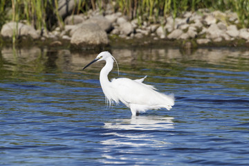 Obraz premium Silberreiher (Casmerodius albus)
