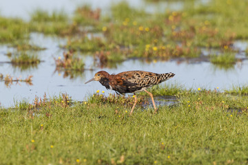 Kampfläufer (Philomachus pugnax)