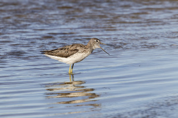 Bruchwasserläufer (Tringa glareola)
