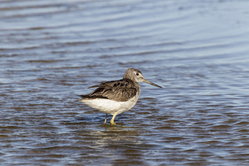 Bruchwasserl&auml;ufer (Tringa glareola)